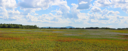 wymans blueberries Deblois Maine