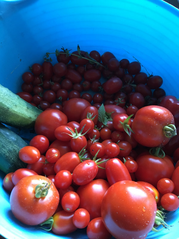 Pushing Tomatoes
