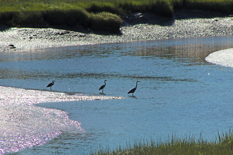 Heron Family