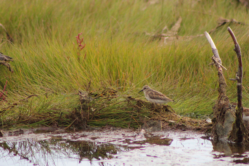 On the Marsh Today