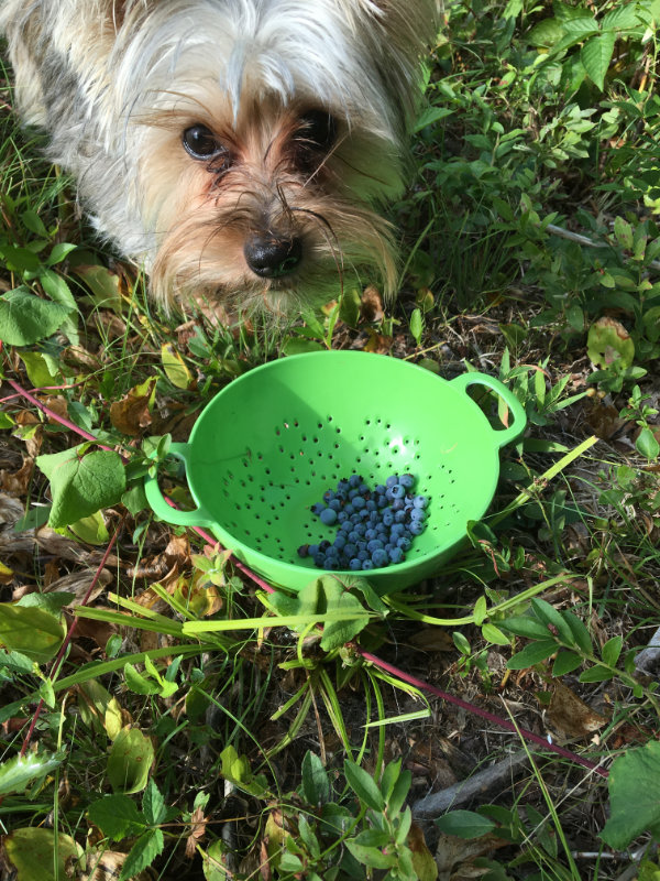 Blueberry Hound