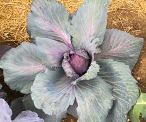 beautiful cabbage