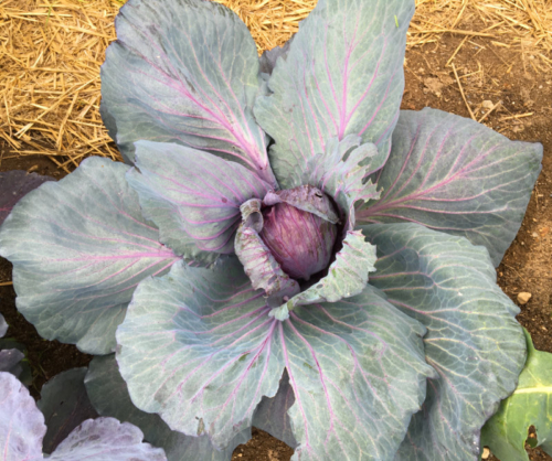 beautiful cabbage