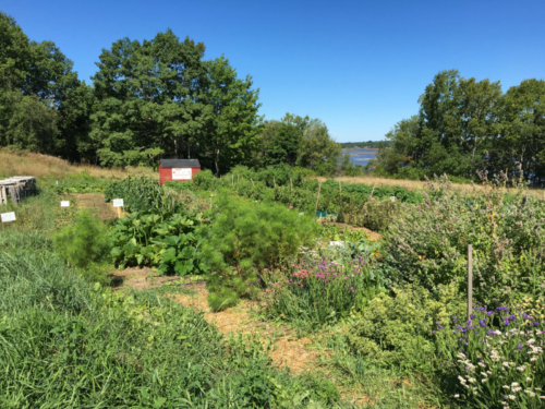 IEM Market Garden at the Red Barn