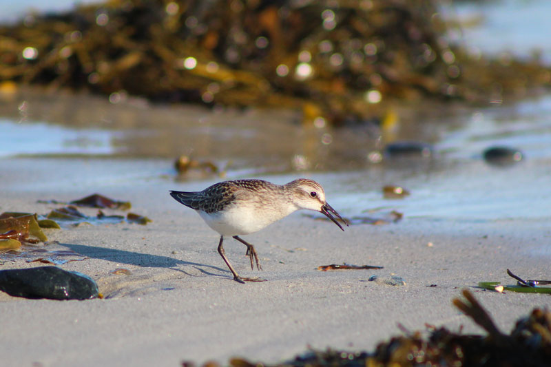 Shorebirds