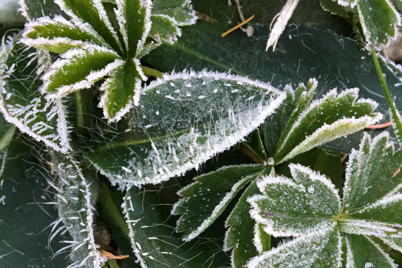 Enchanted by a Frosty Morning