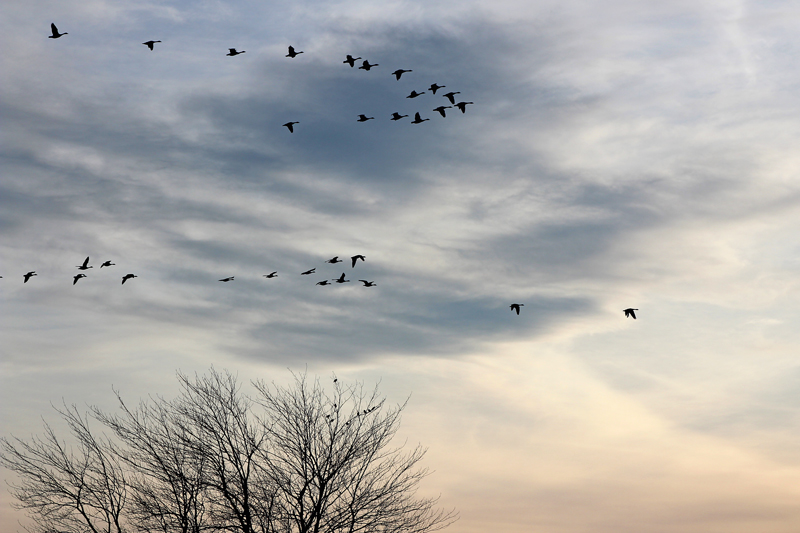 Autumn Geese