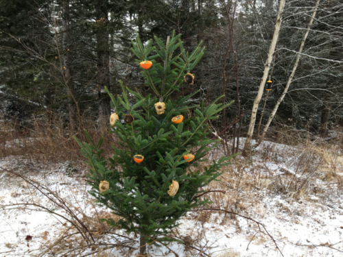 discarded christmas tree decorated with bird treats