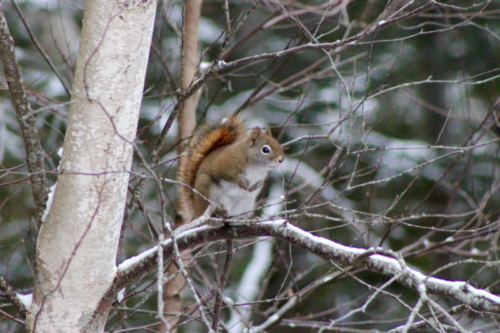 red squirrel studying the bird tree