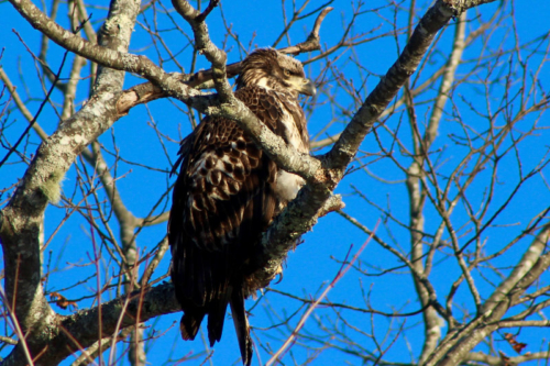 juvenile bald eagel