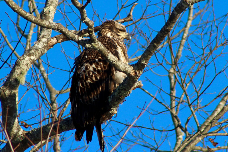 Morning Eagle Sighting