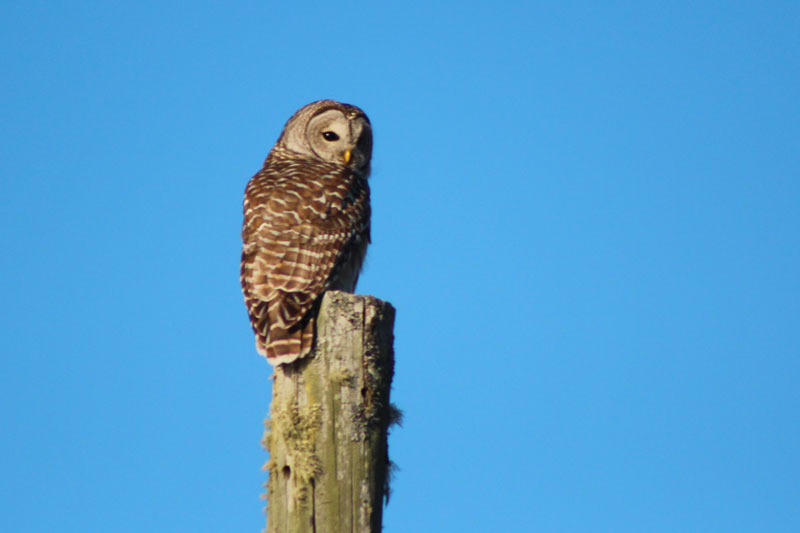 Barred Owl on the Barrens