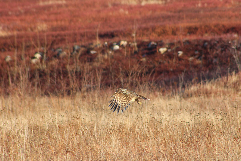 barred owl in search of prey