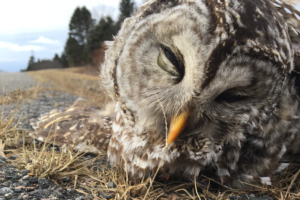 dead barred owl