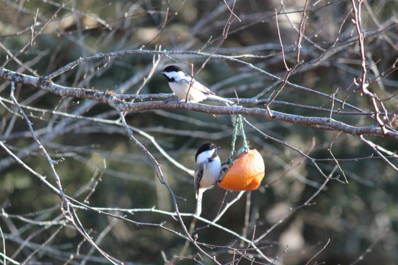 Bird Tree Revisited