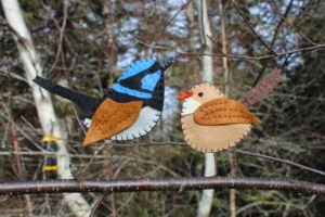 australian superb fairy wren