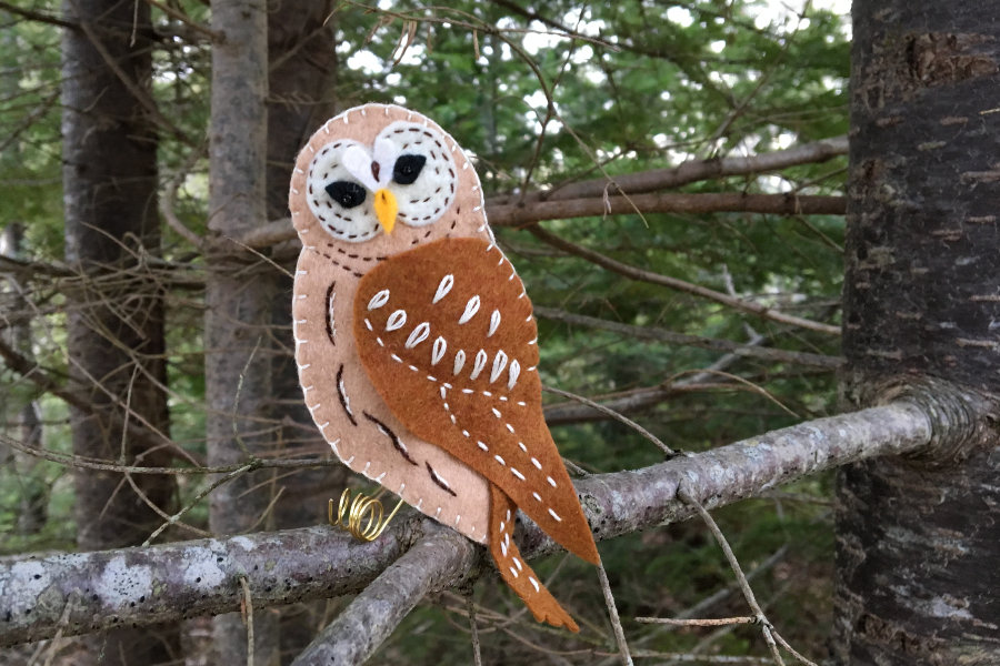 The Woodland Barred Owl