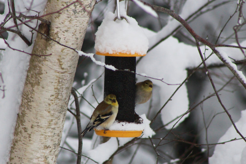 Snowy Morning Visitors