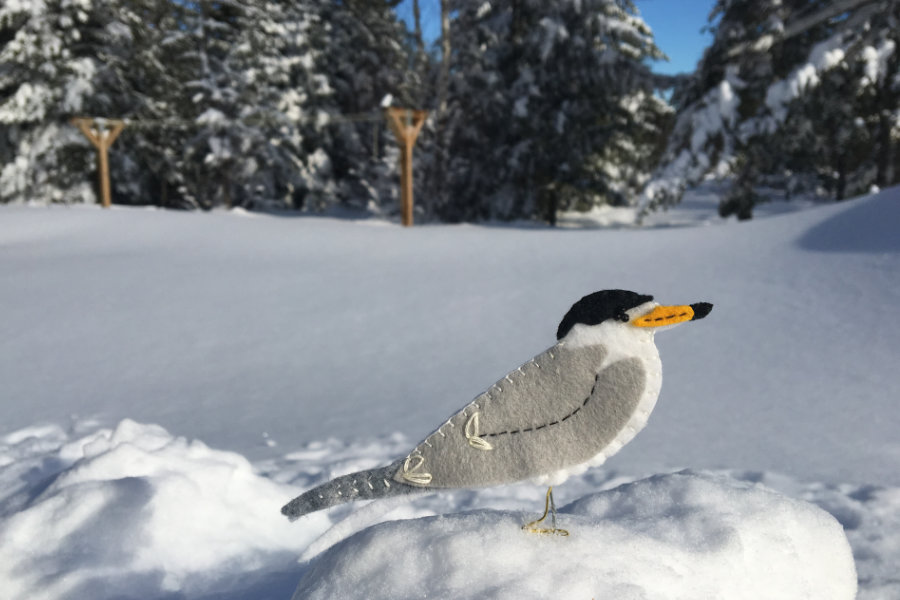 The Roseate Tern