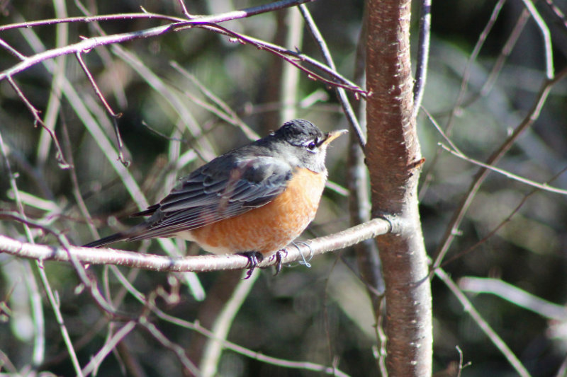 The First Robin of Spring