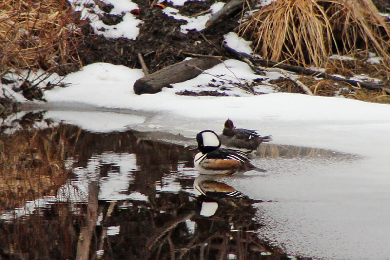 Hooded Merganser’s on the Beaver Pond