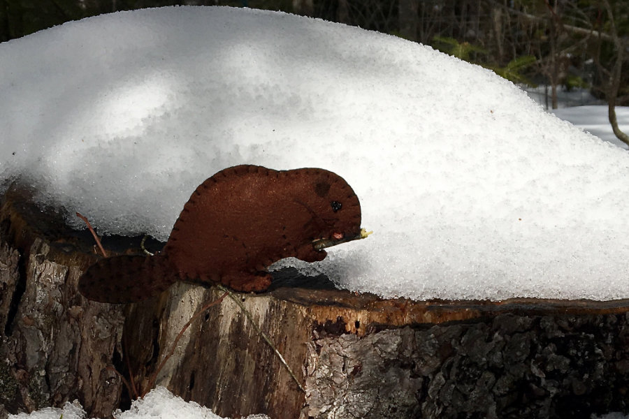 The Bodacious Beaver