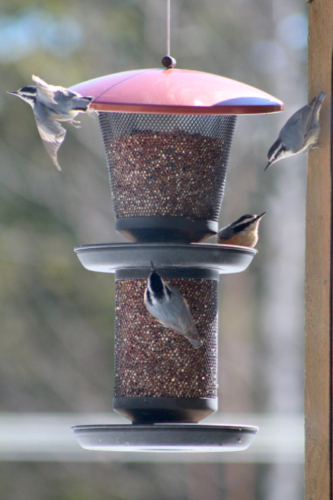 nuthatches