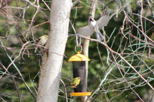 goldfinches and chickadee