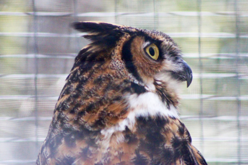 great horned owl profile