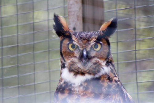 great horned owl