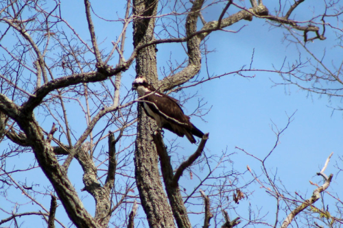 osprey in the trees