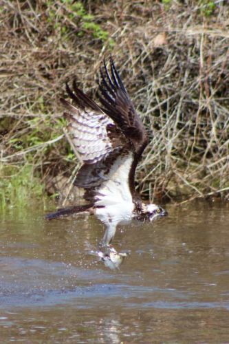 osprey catching lunch