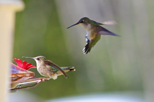 female ruby throated humming birds