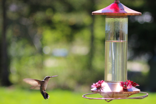 humming birds return for the season