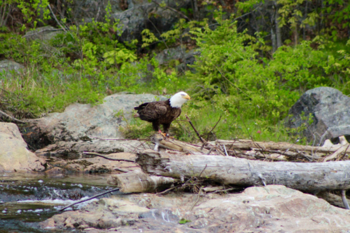 bald eagle on the narraguagus river