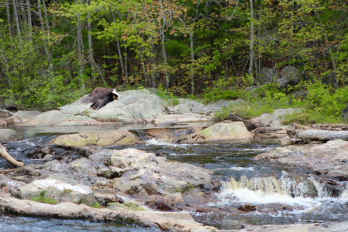 bald eagle in flight Maine