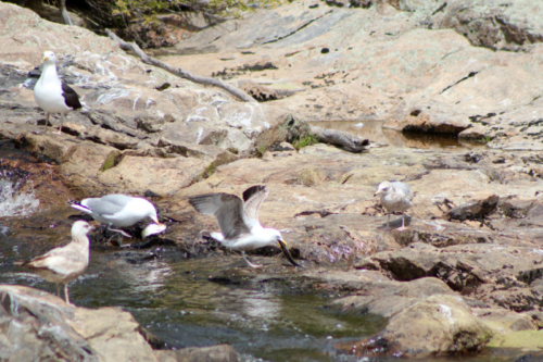 gulls eating alewives