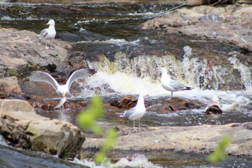 seagulls fishing in the narraguagus