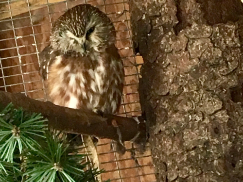 tiny saw whet owl