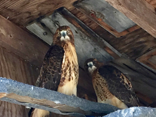 red shouldered hawks