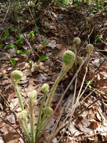 ferns unfurling