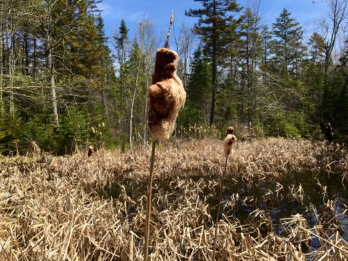 cattails on the marsh