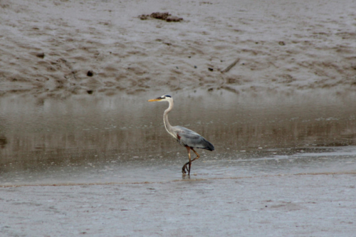 great blue heron