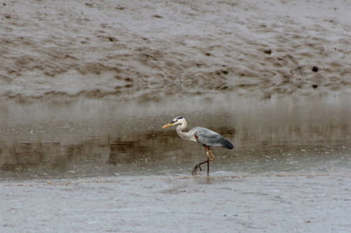 great blue heron