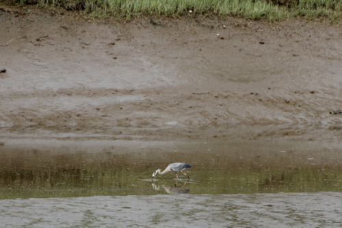 great blue heron in maine