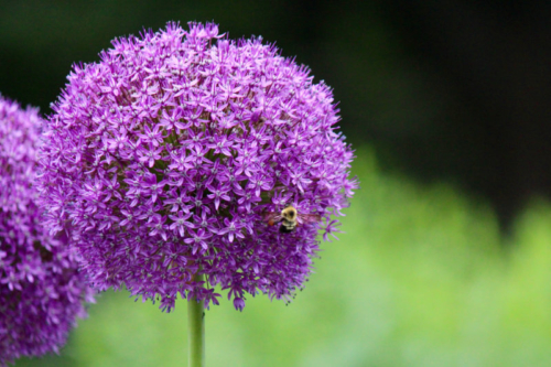 bees on allium at the butterfly garden