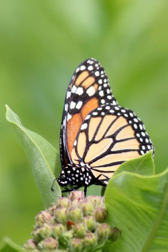 Monarch butterflies at Thuya Gardens
