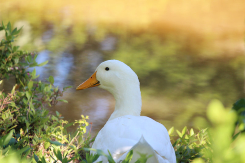 maine pekin duck