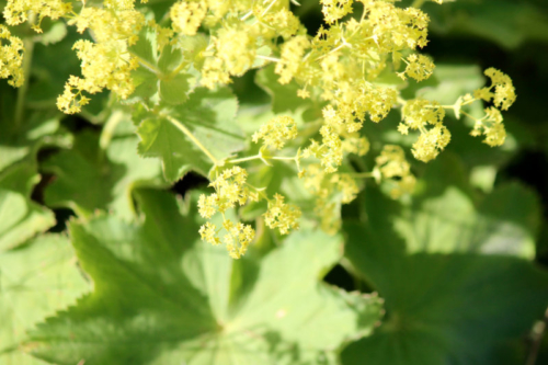 maine lady's mantle