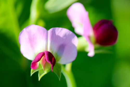 maine pea blossoms